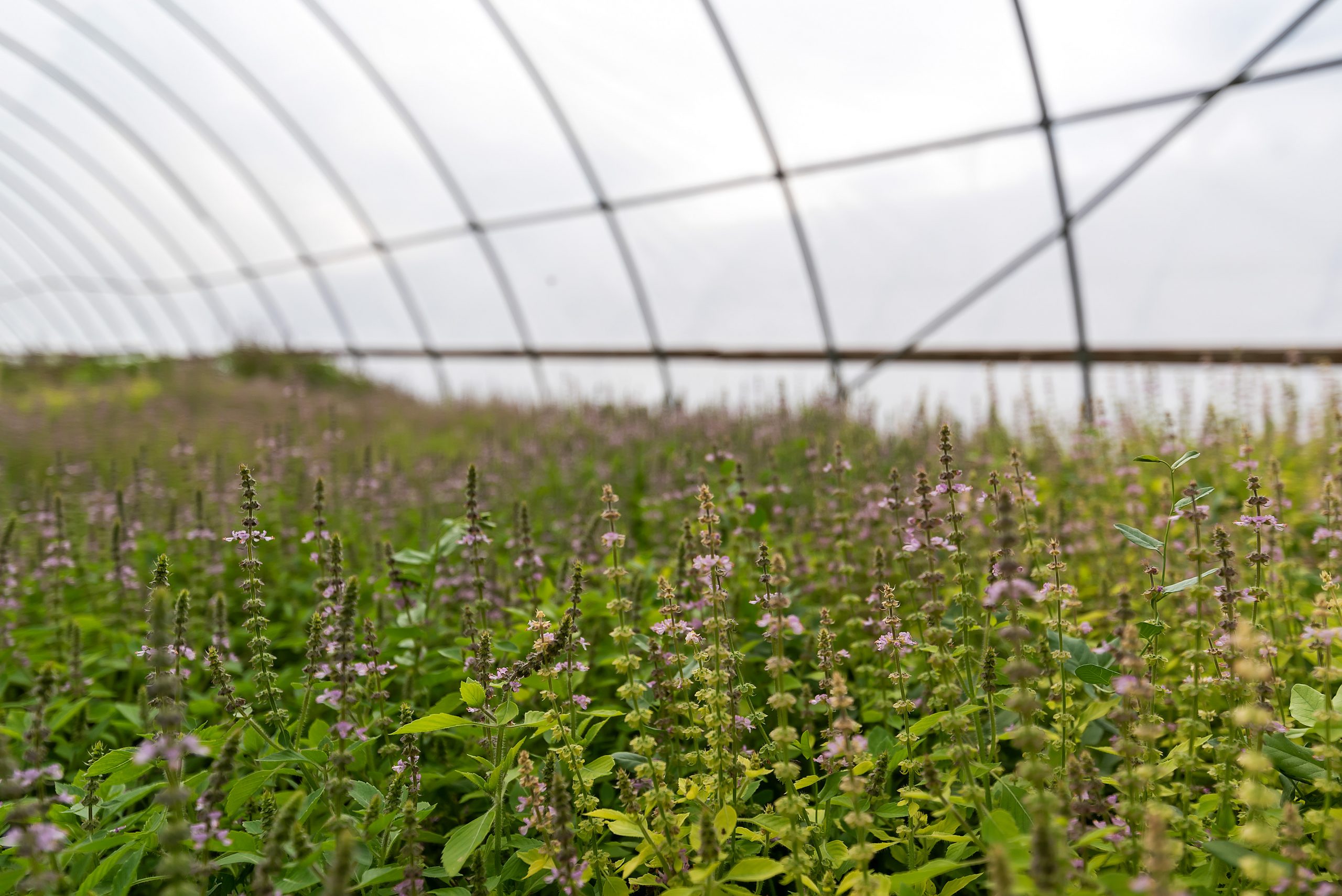 084-GML_6230-Purple Sage Farms (Ceme-Small