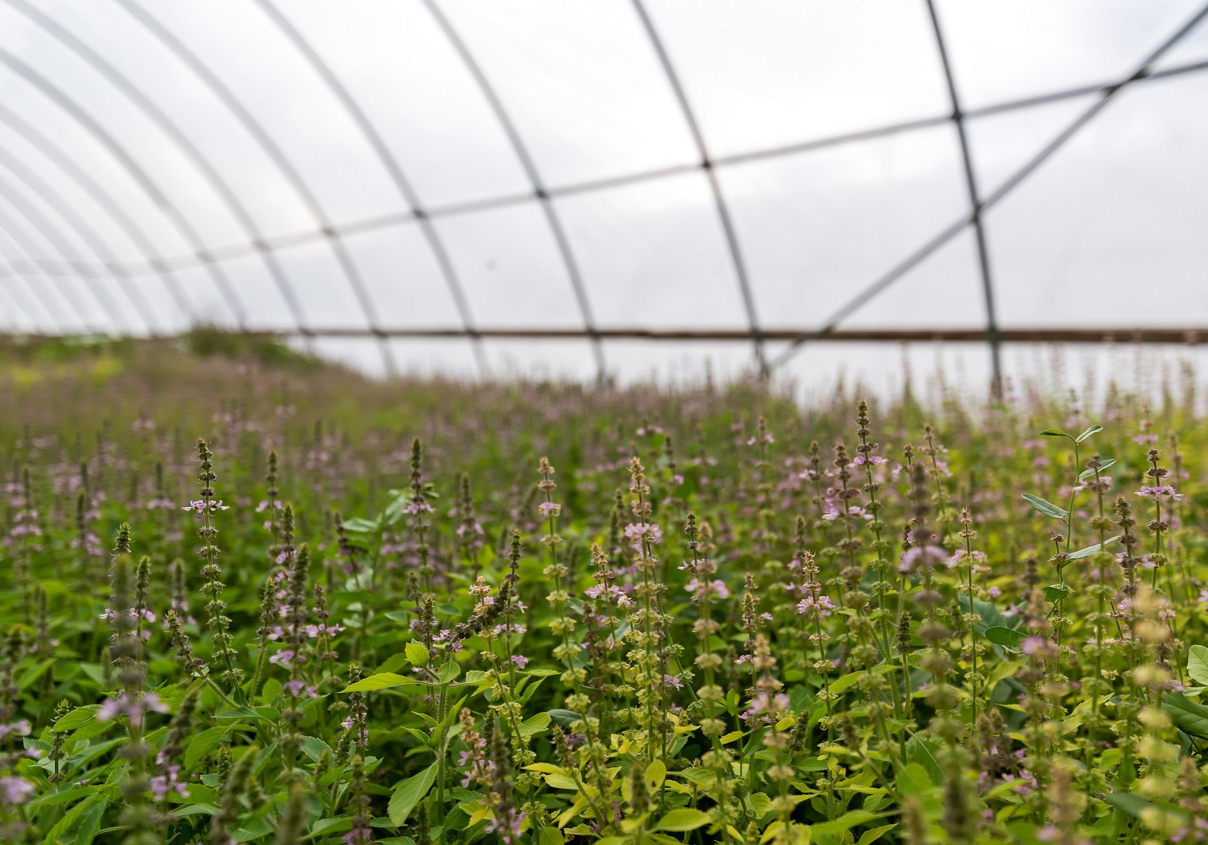 084-GML_6230-Purple Sage Farms (Ceme-Small