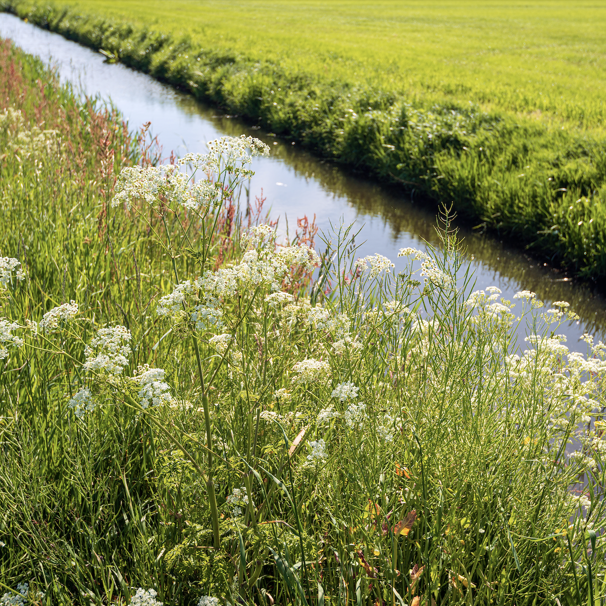 Seasonal Creek in Farmland Area